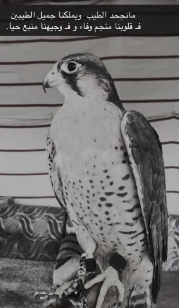 محمد سعد حمدان الودعاني الدوسري