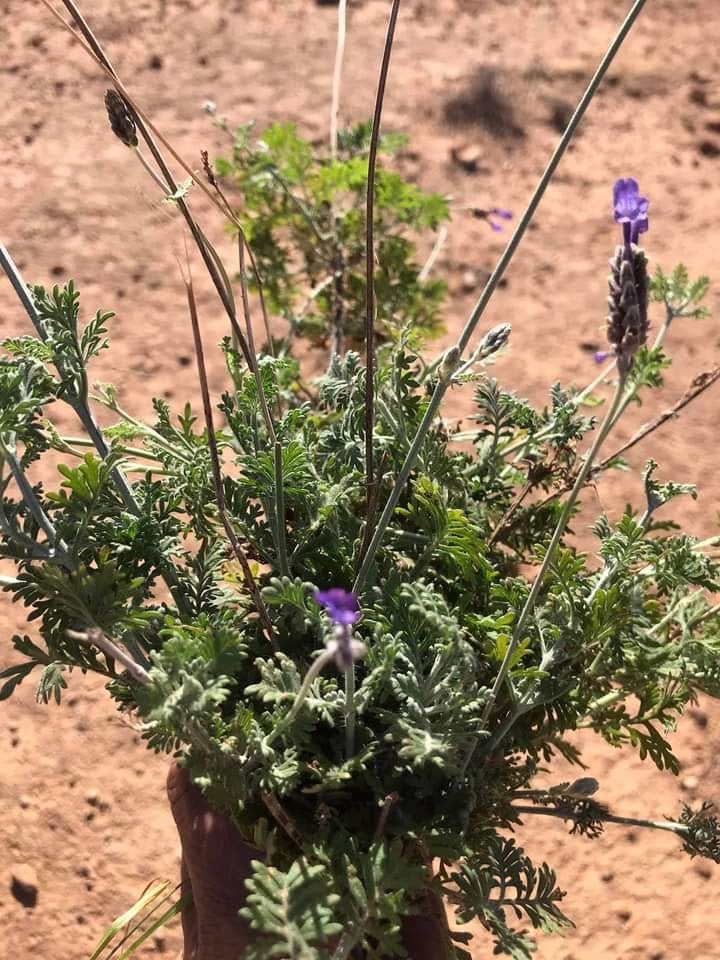 فاطمة عسيري