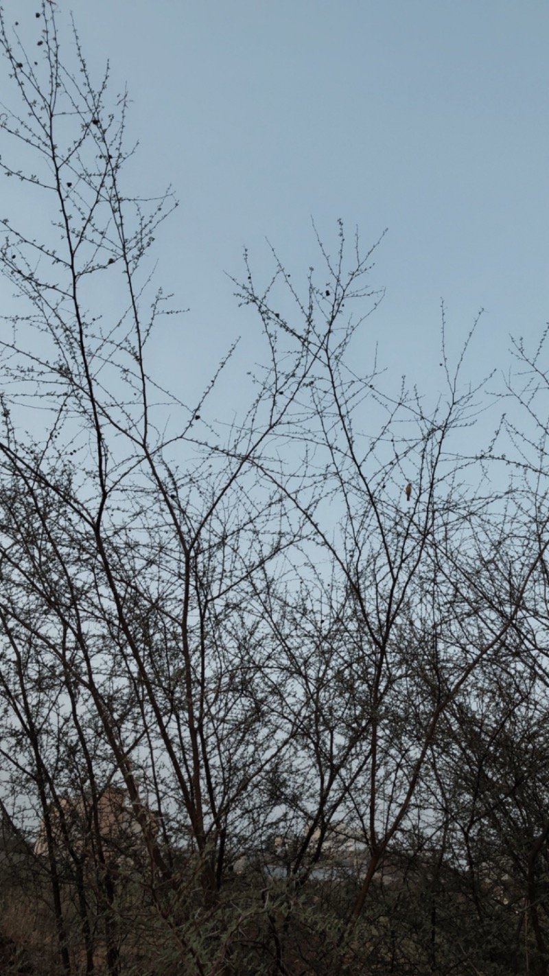 فاطمه الاسمري