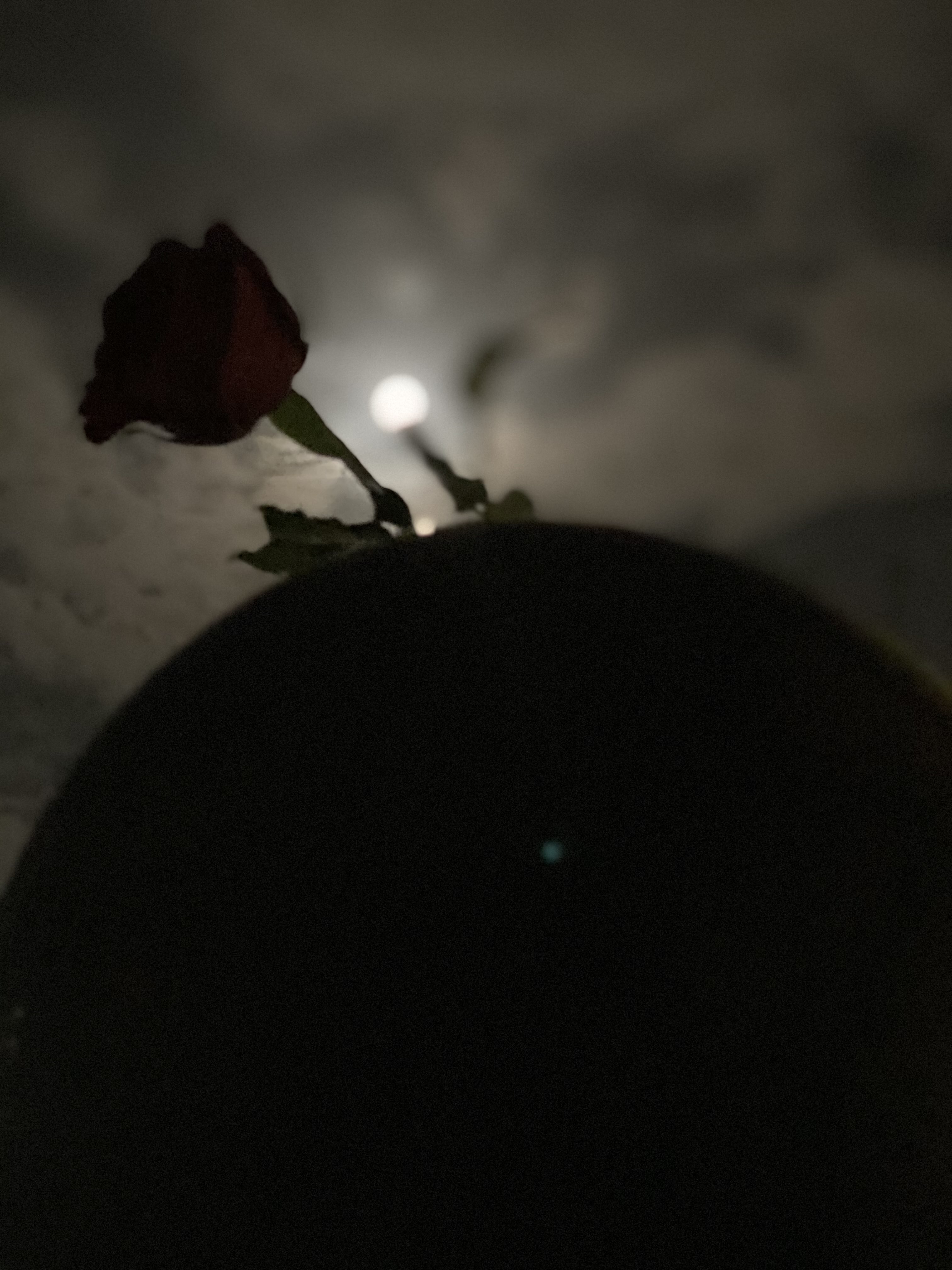 نوف المطيري