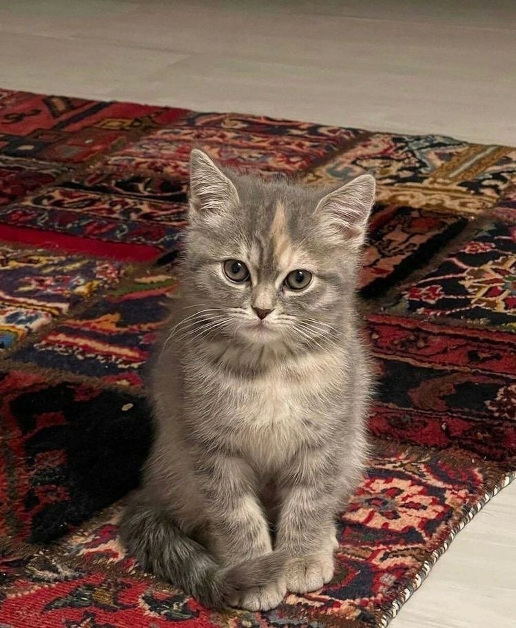 شهد الزهراني