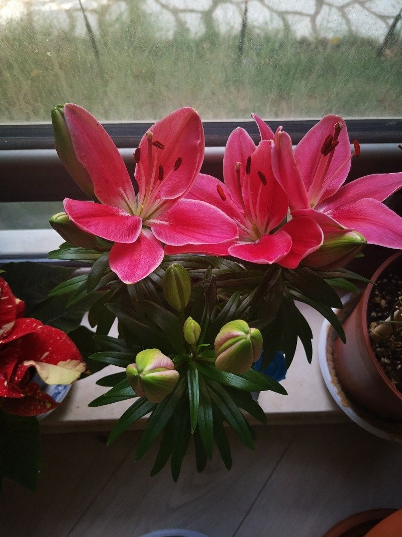 نسرين ال مطر