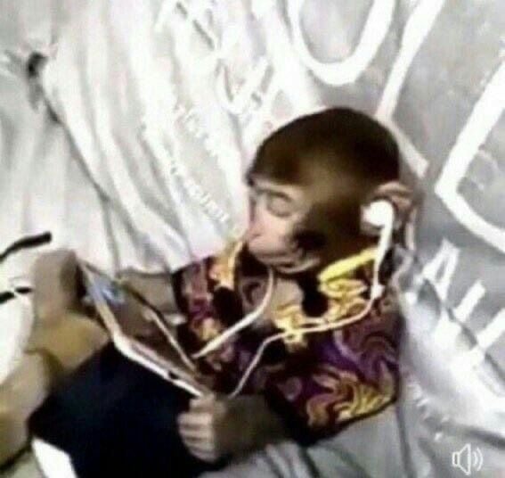 ديما العريفي