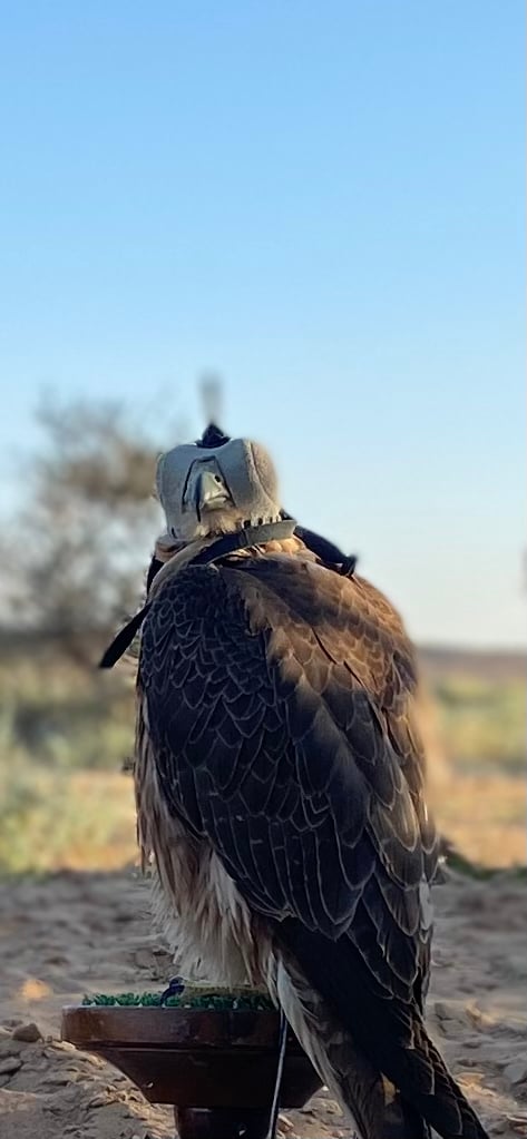 احمد العطوي