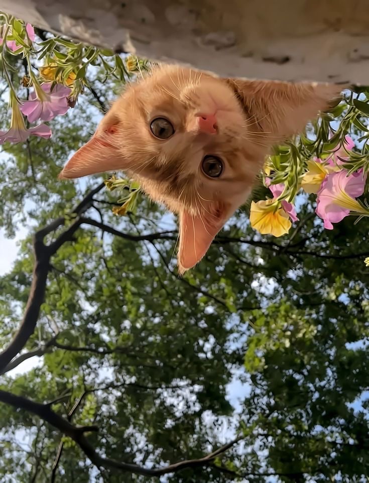 ميمي البقمي