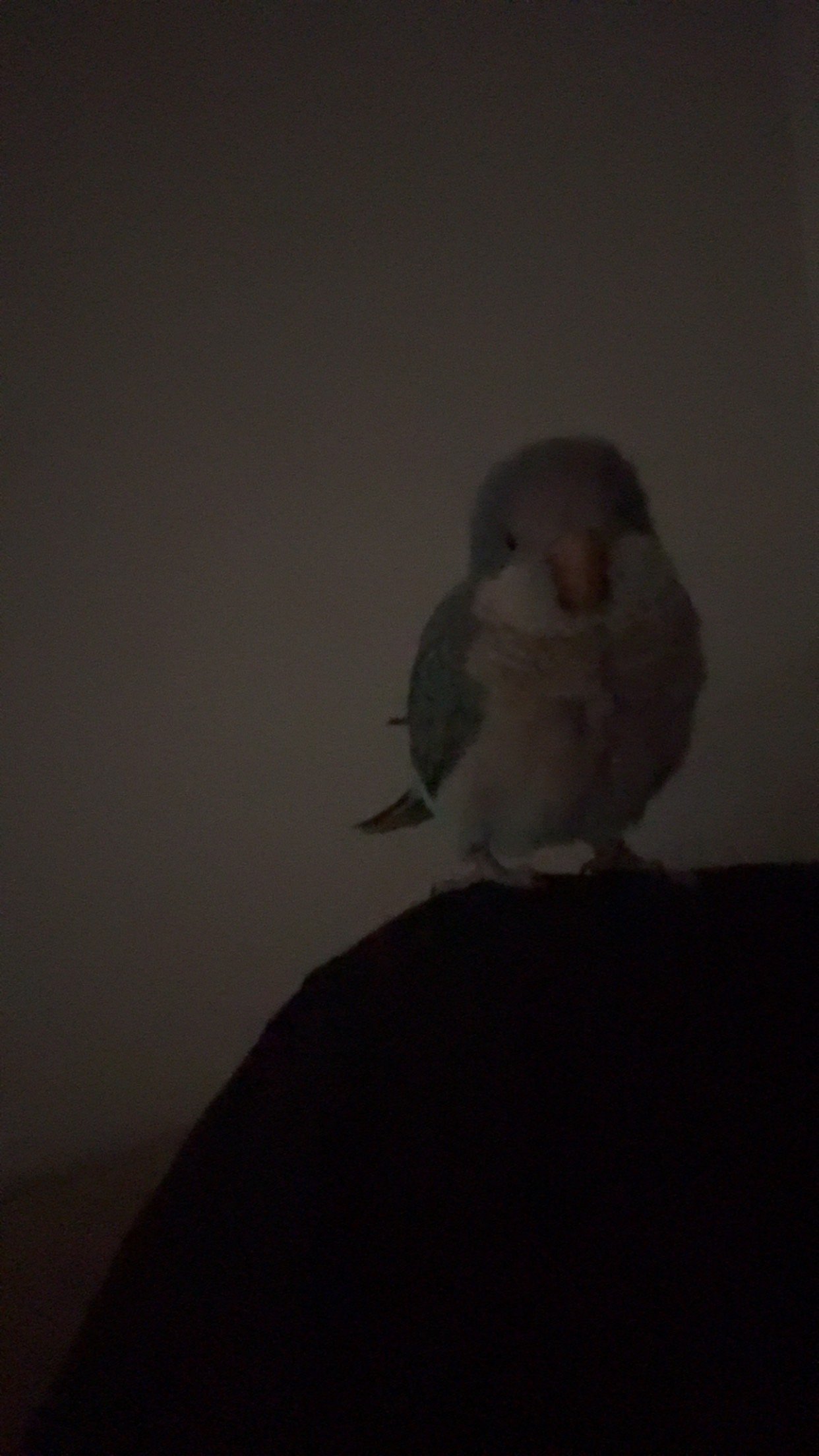 العنزي شيماء