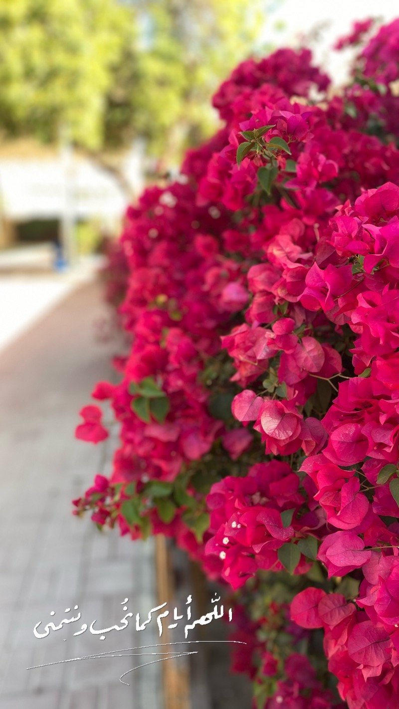 هيفاء الاحمدي