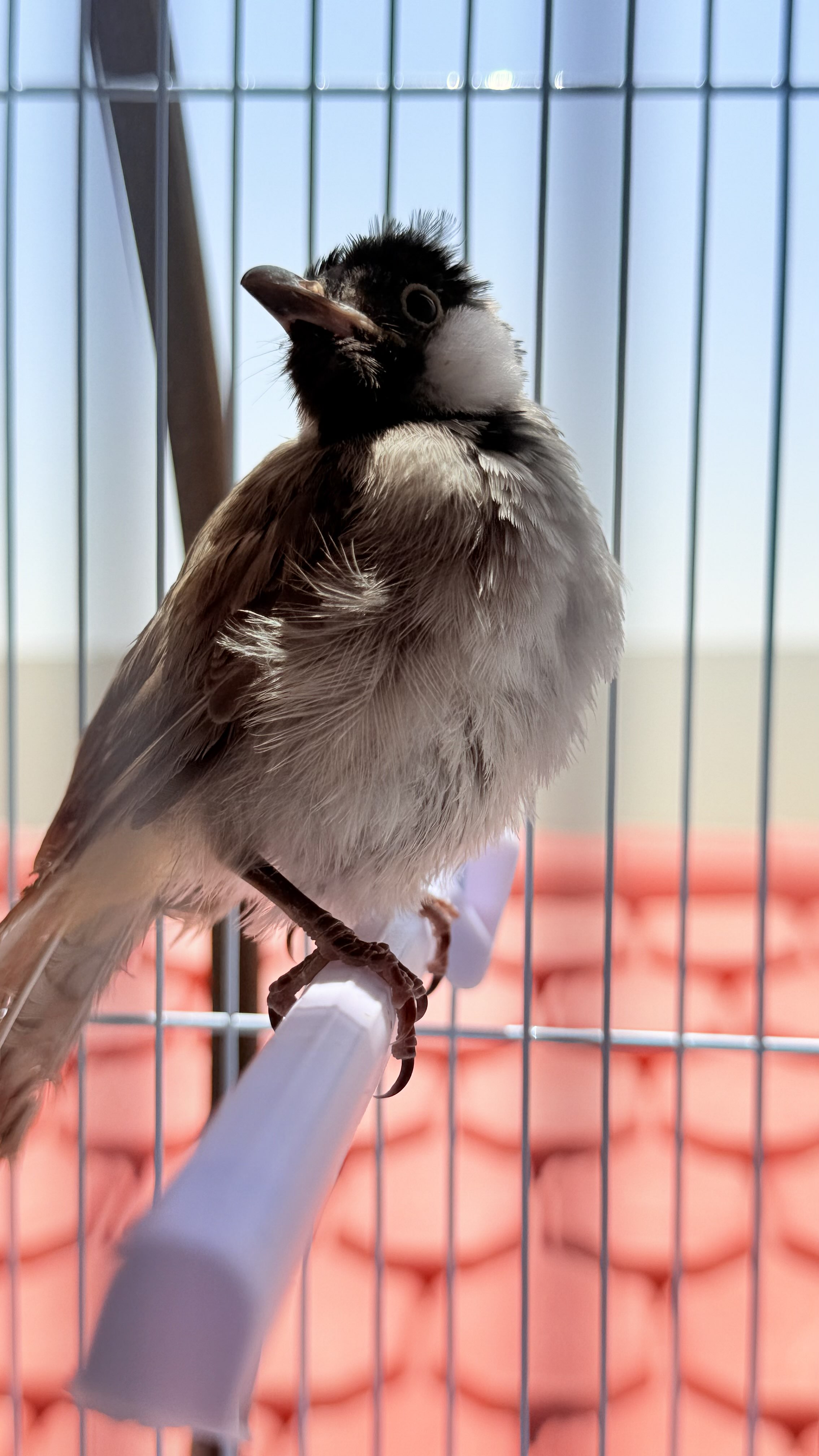 مكيه الحقيلي