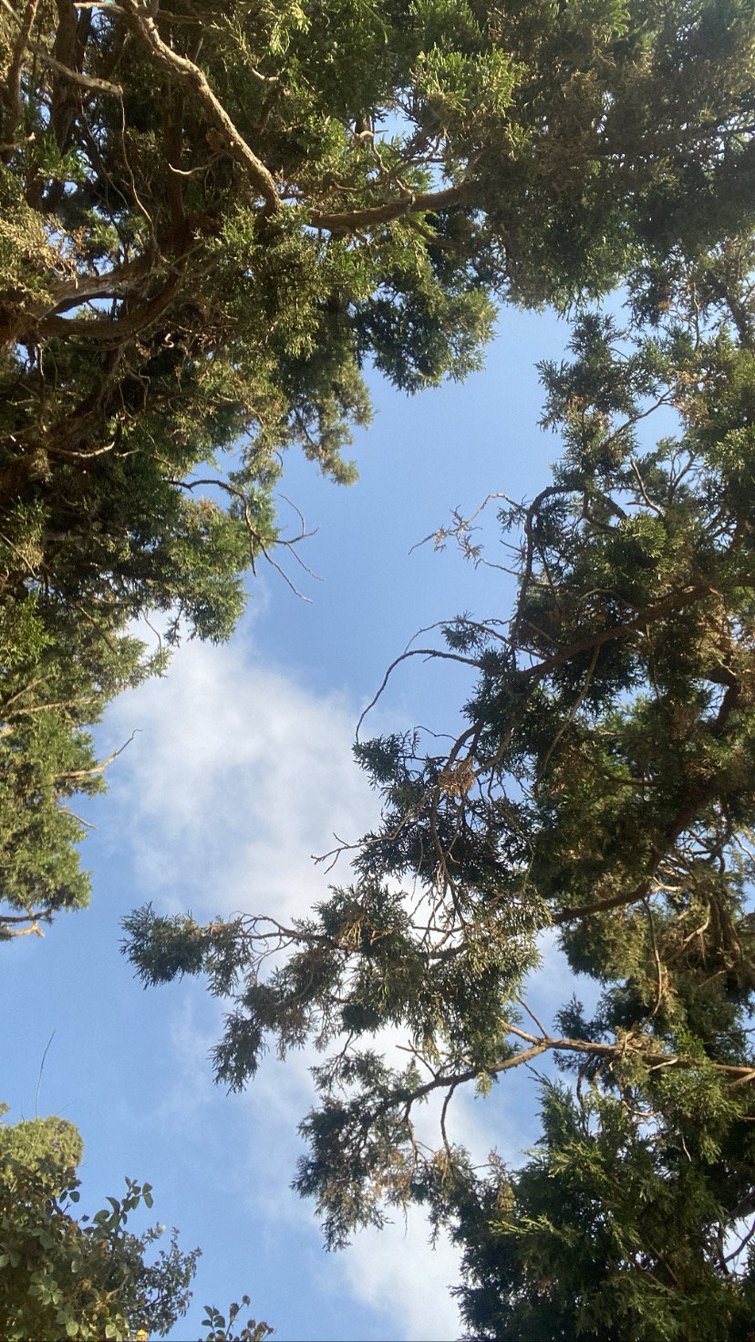 جمانه العنزي