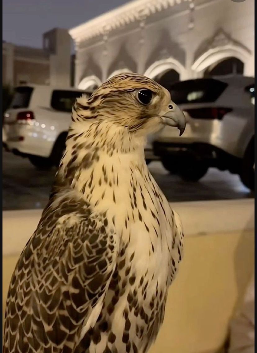 تركي الناصر