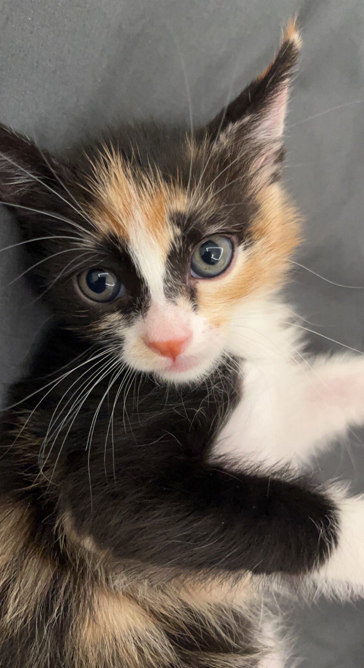 ميهاف السريحي