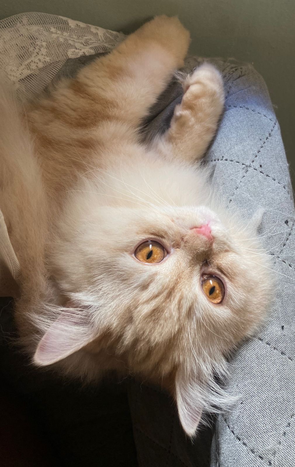 اسامه الجهني 