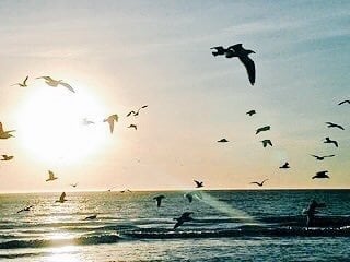 بندر الحربي