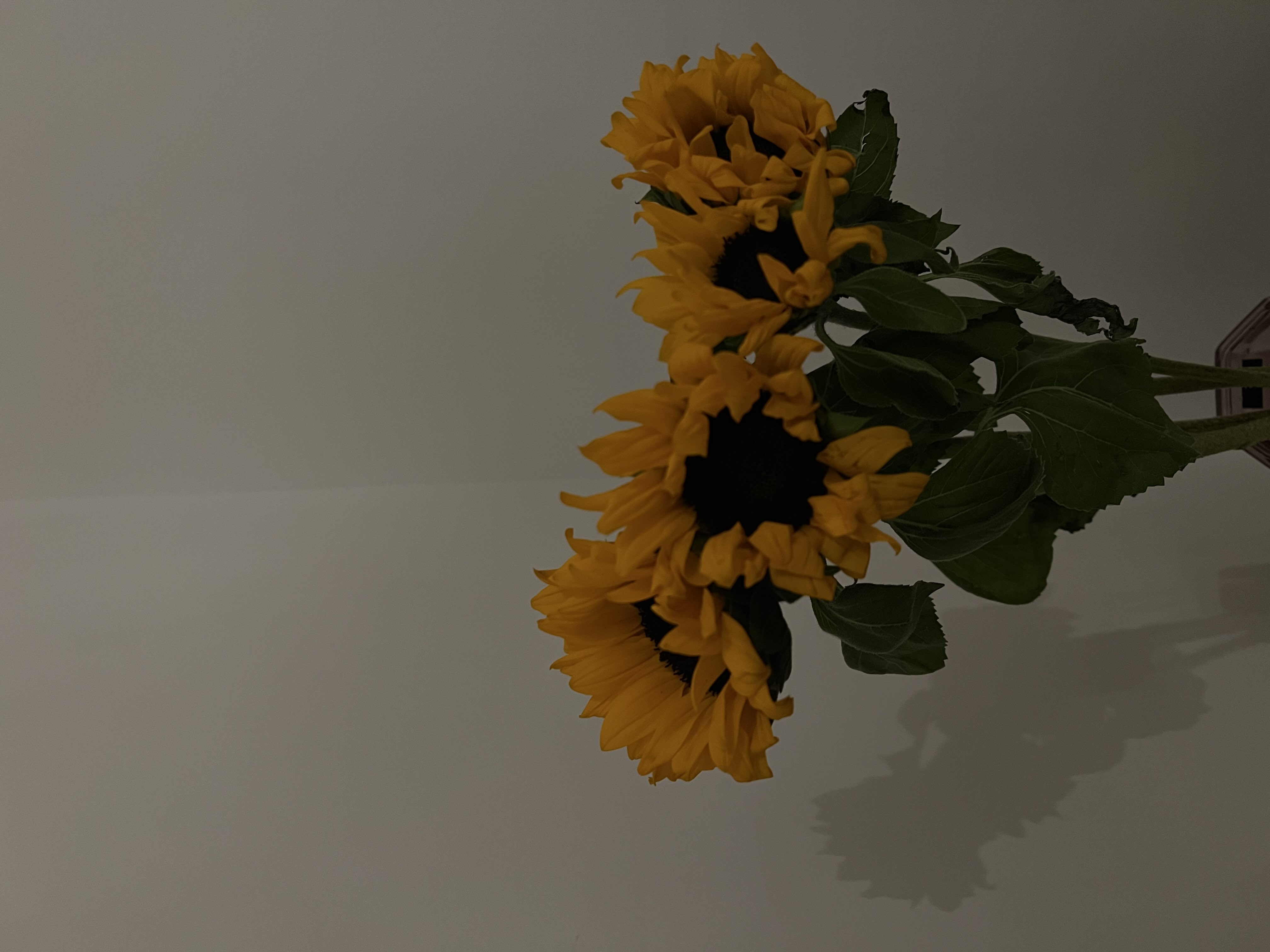 customer