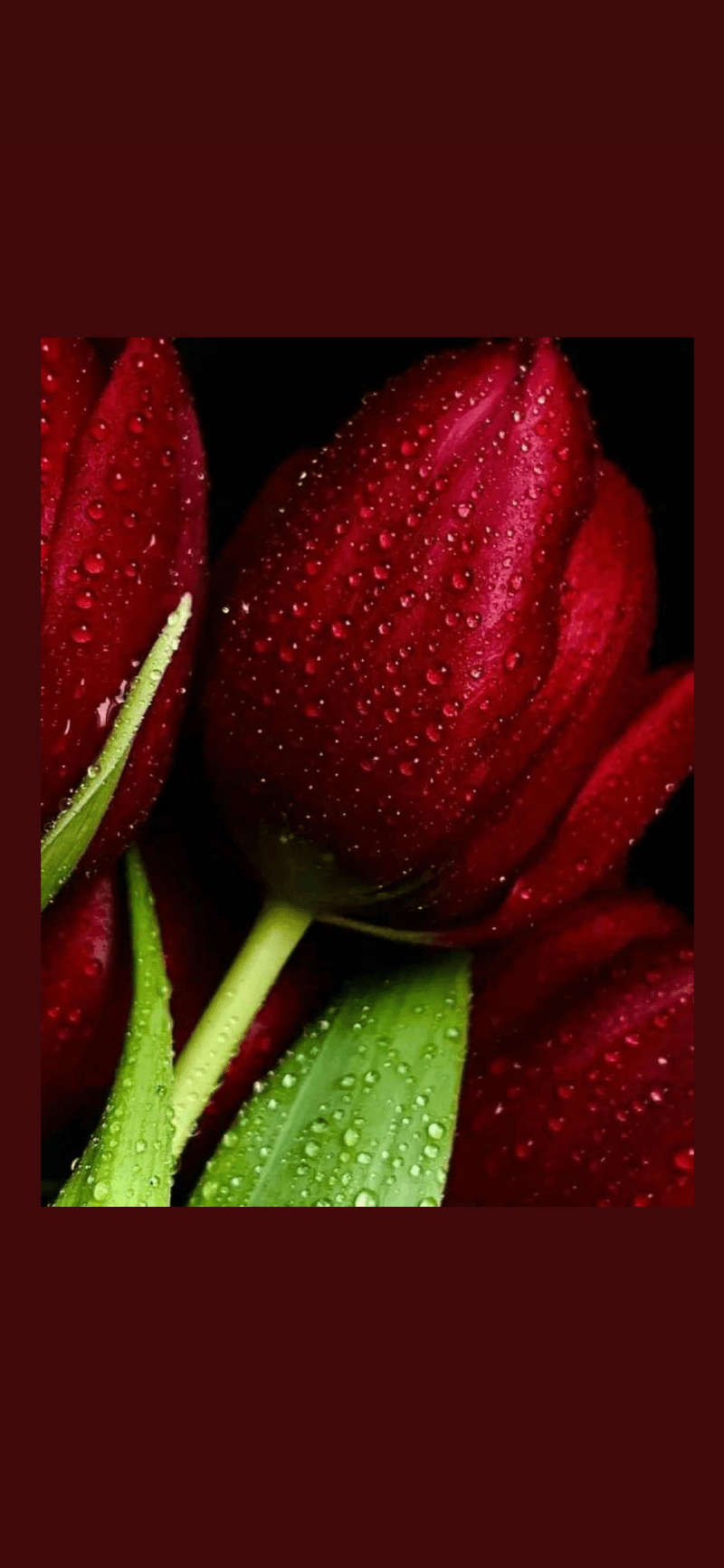 شمعة العجلان