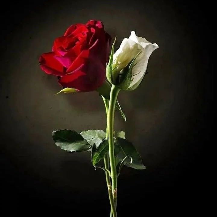 مها العبدلي