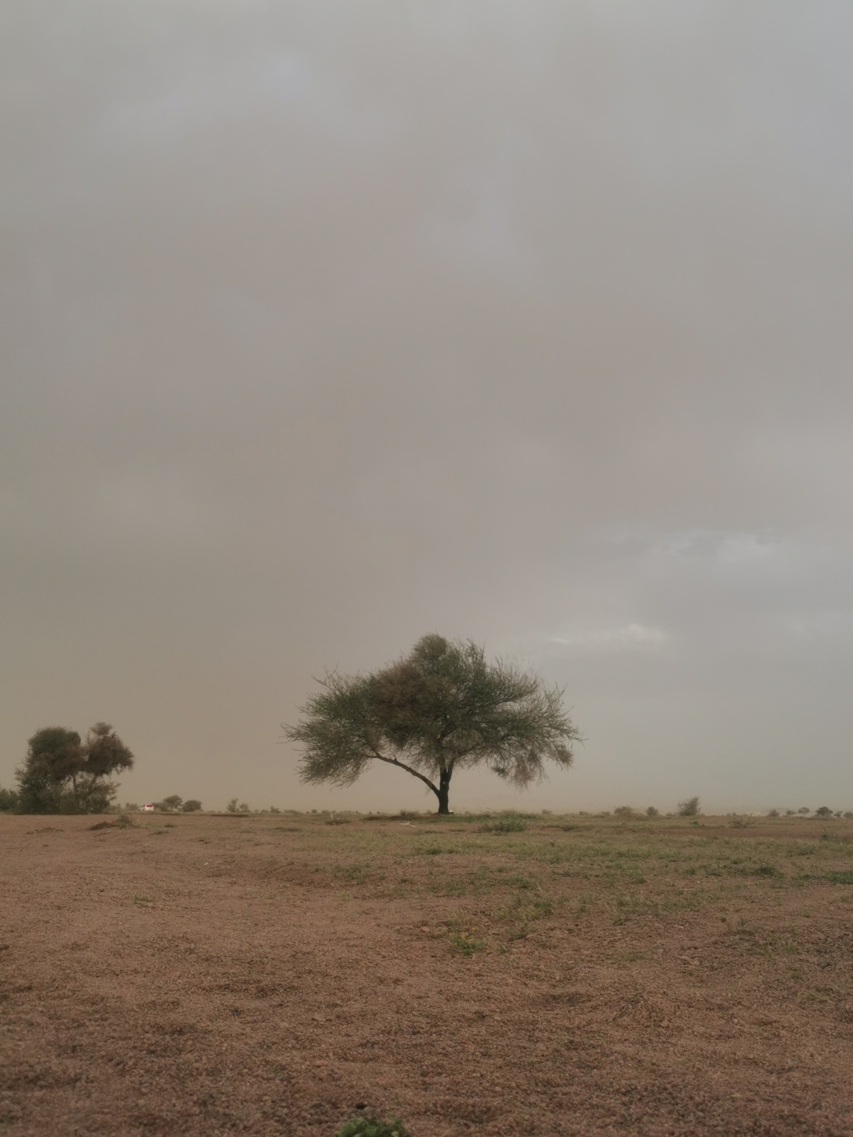 نورة الشمري
