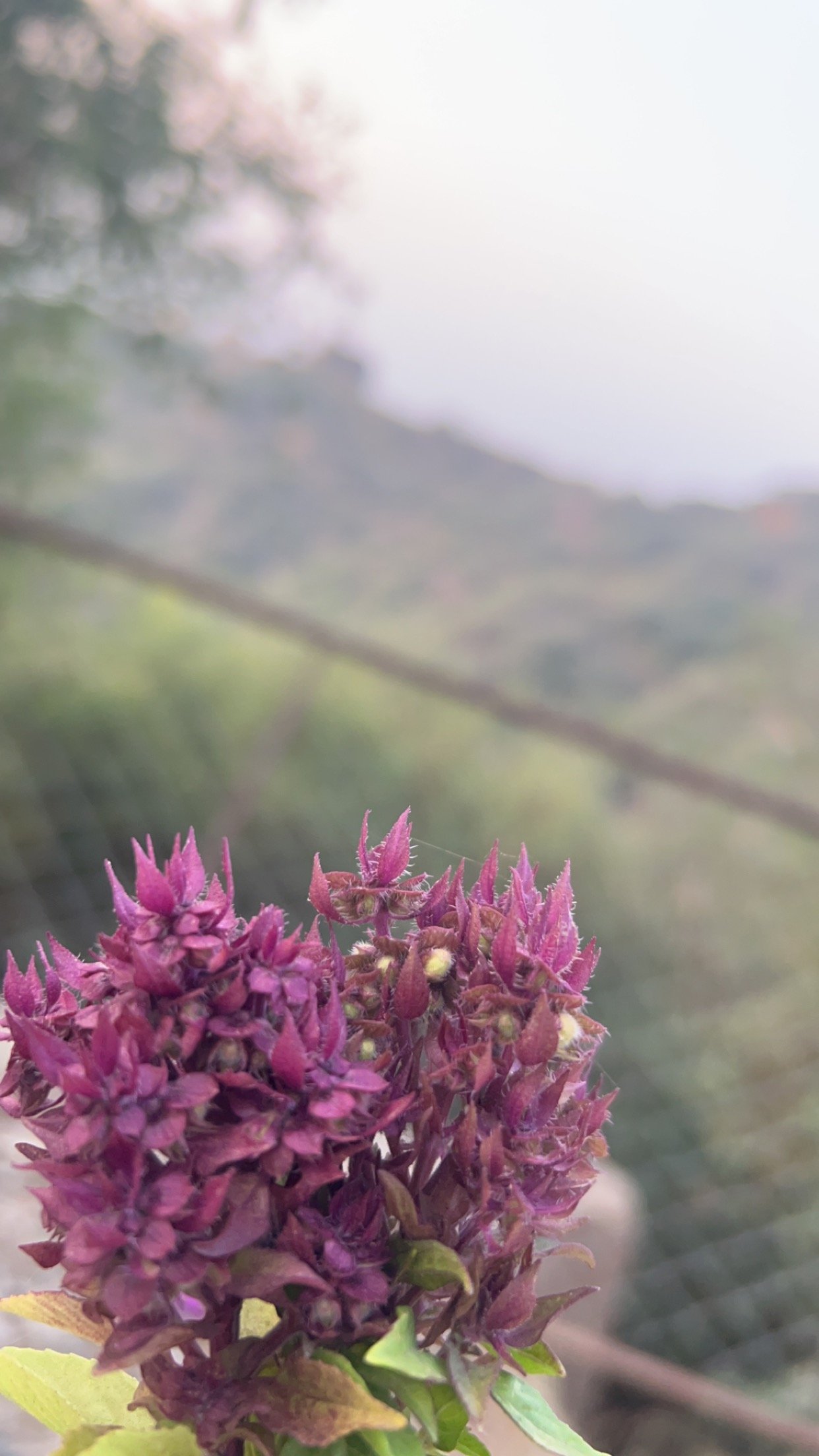 الفيفي سامي