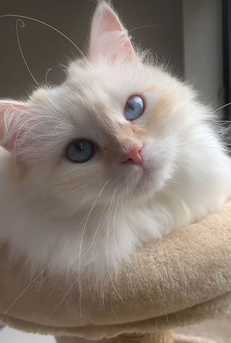 بيان الشهري