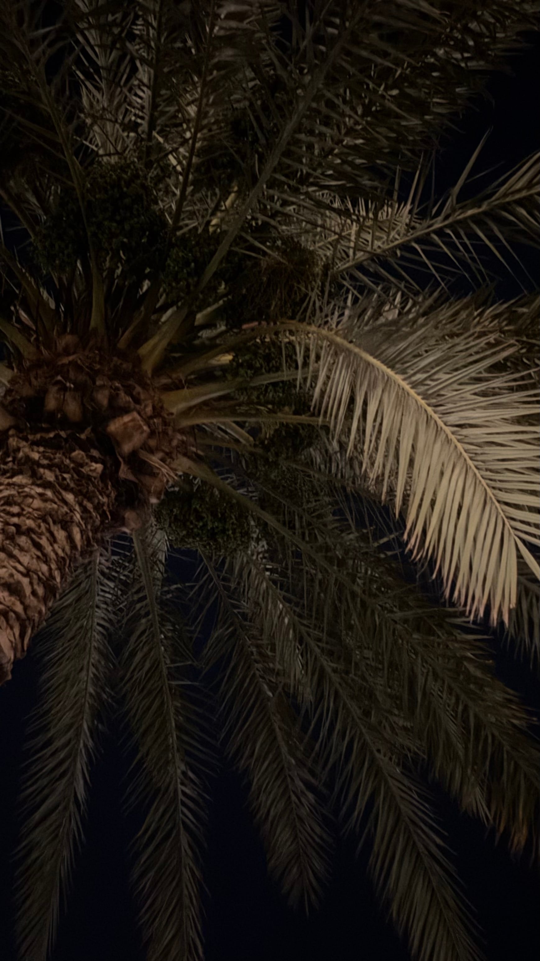 ربى 