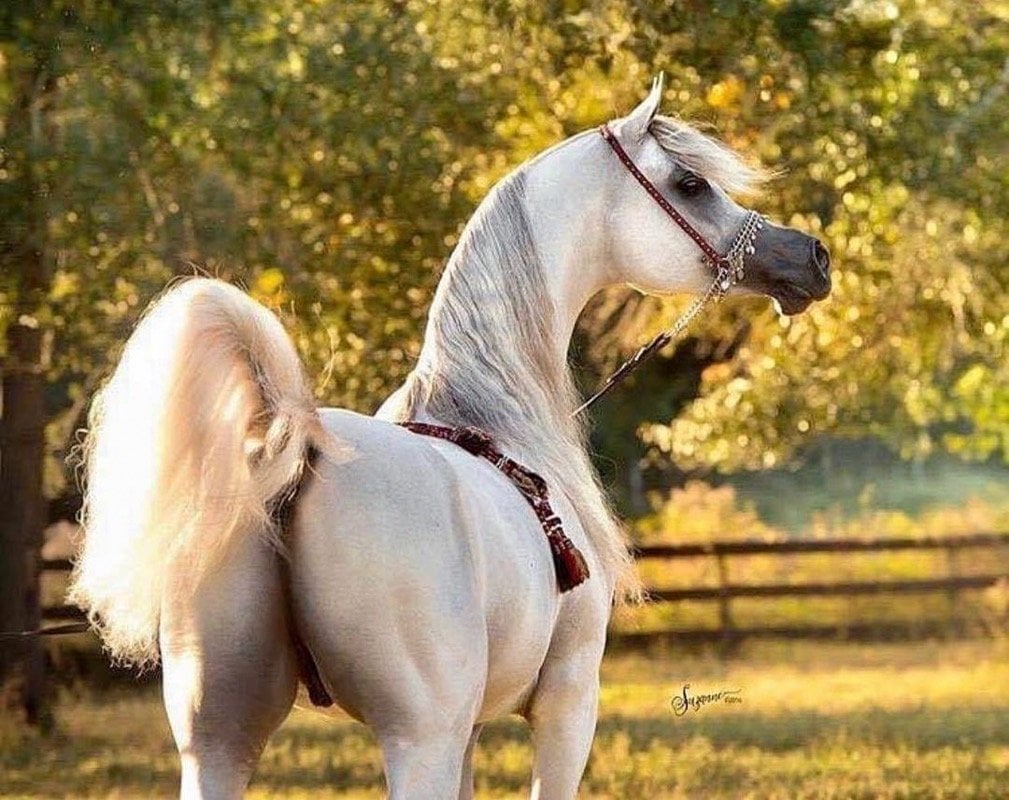 محمد التميمي