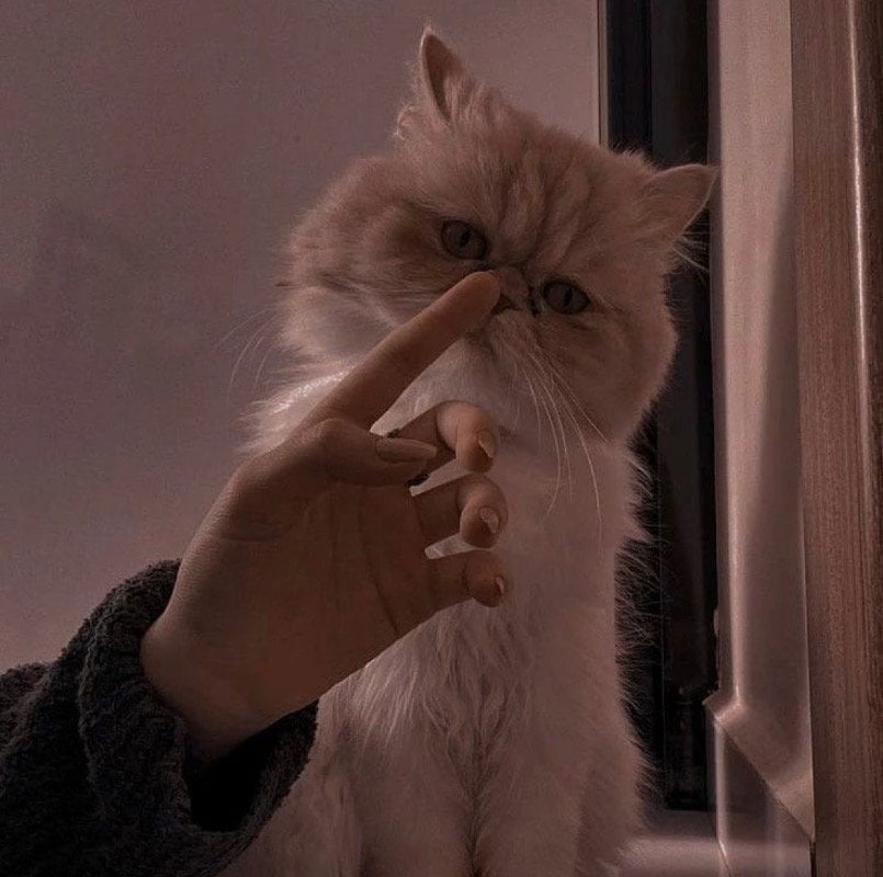 ريهام المالكي