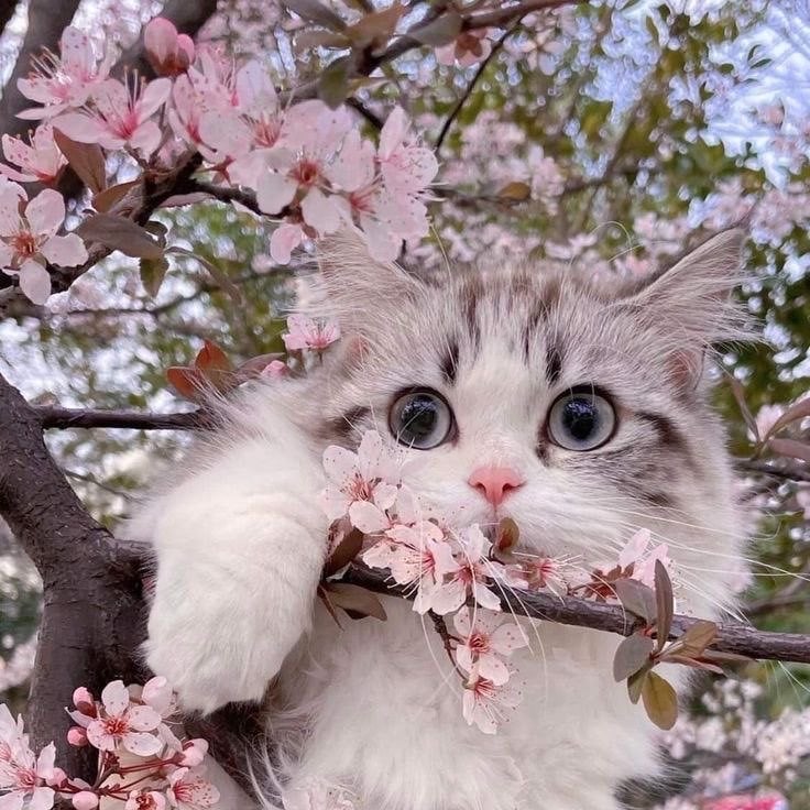 الجوهره عبدالله