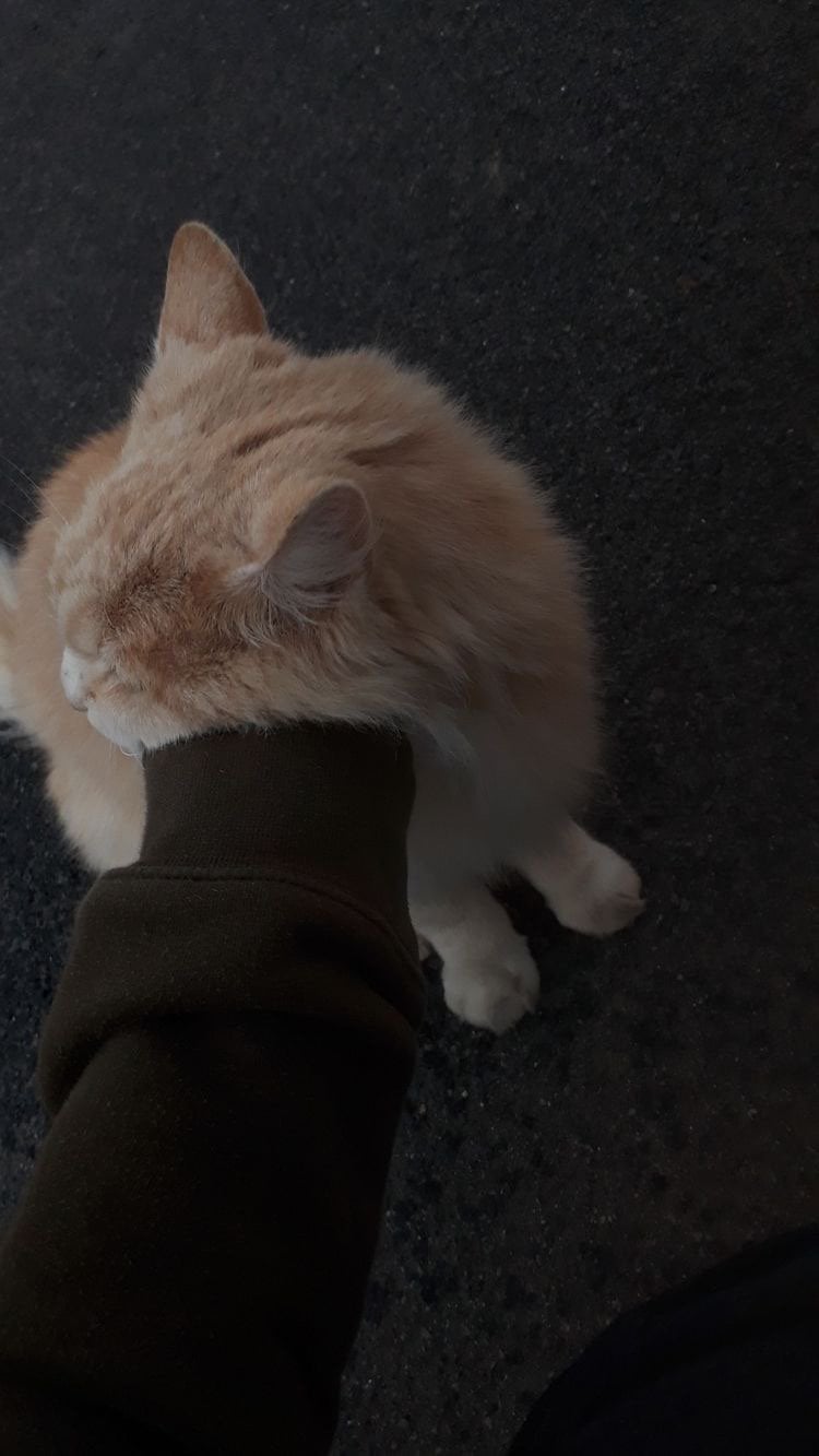 علياء العمري