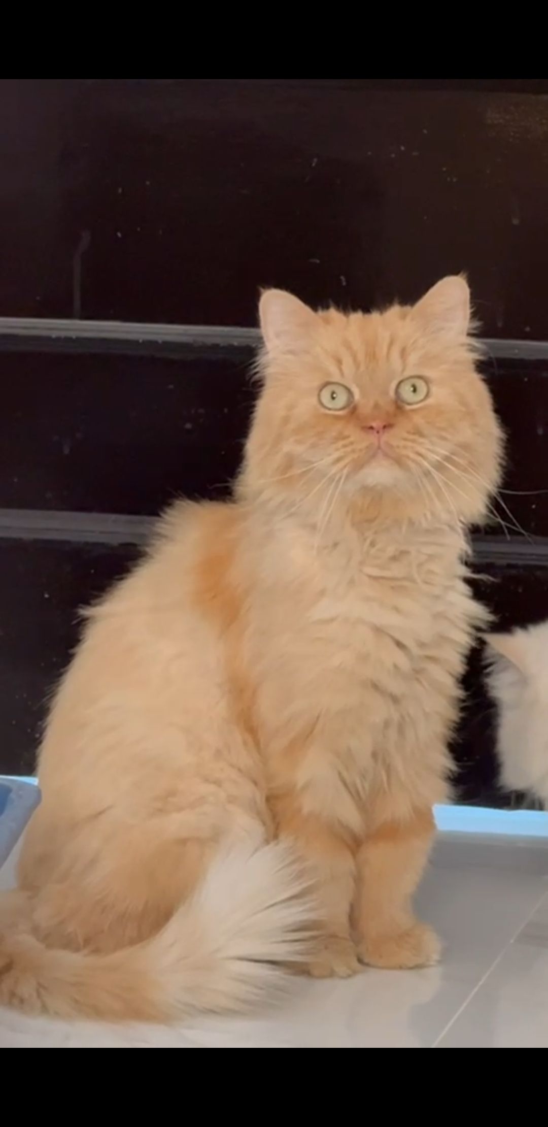 غادة الحربي