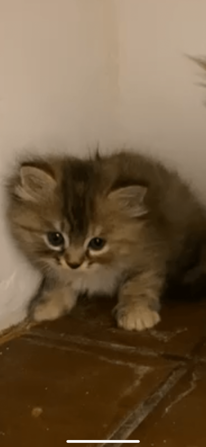 رهف العبدالله