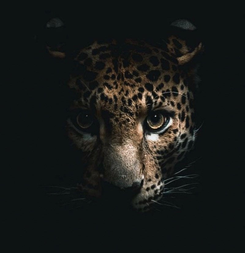 زياد العتيبي