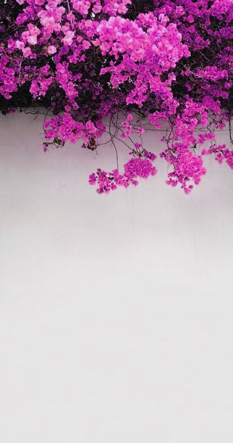 فاطمه علي