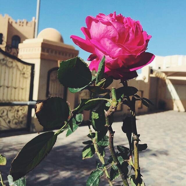 روابي ال بكري