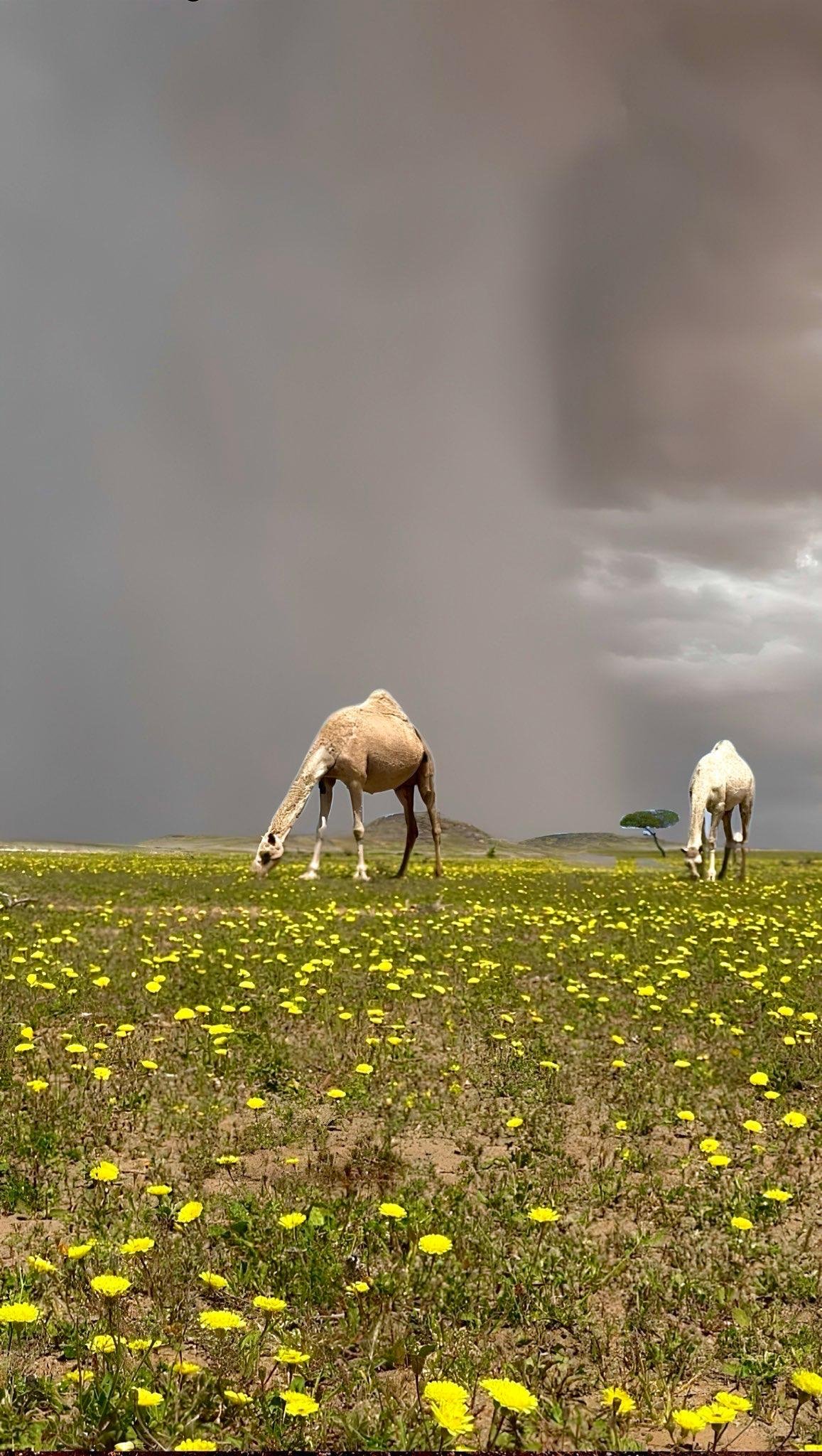 عبدالرحمن المطيري