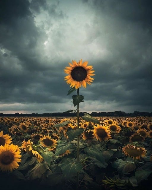 جواهر السريحي