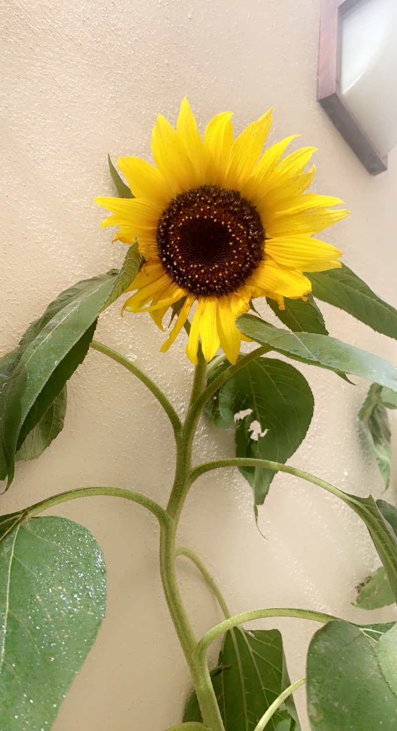 سكينة اليحيى