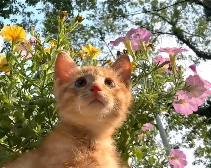 سِهام القحّطاني