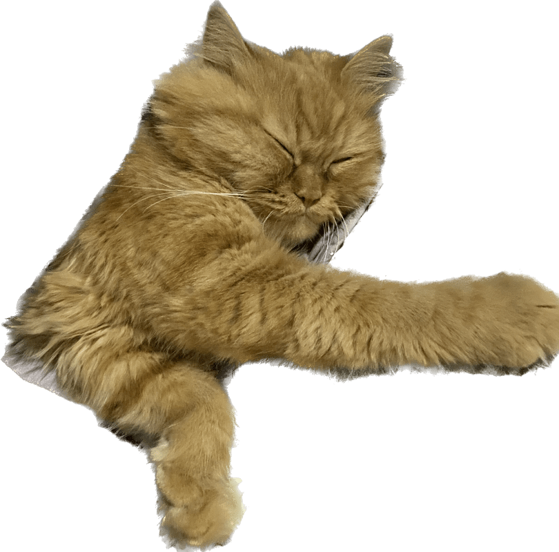 عبير السلمي