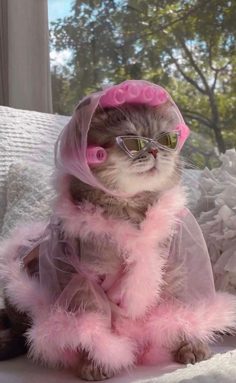 موضي عبدالعزيز