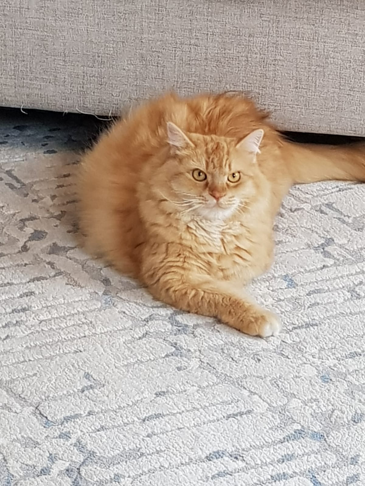 أم ياسر الحربي