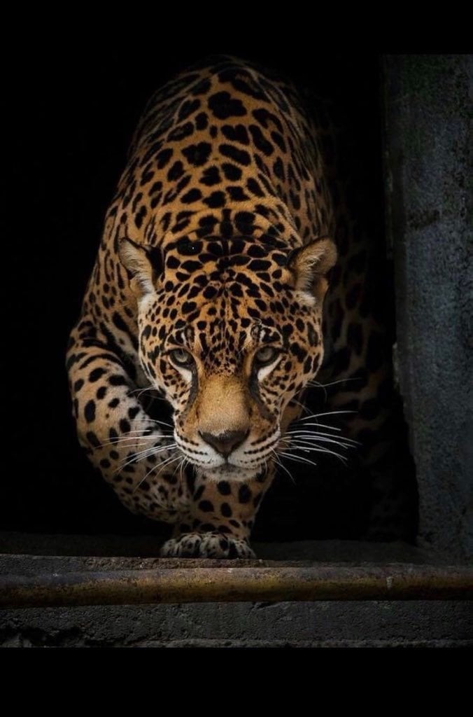 عبدالله العتيبي