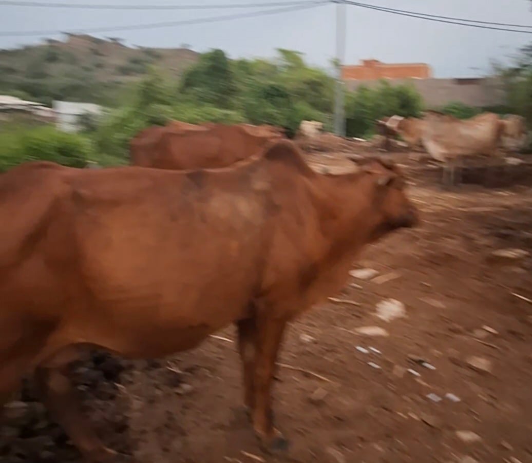 أمين سفياني