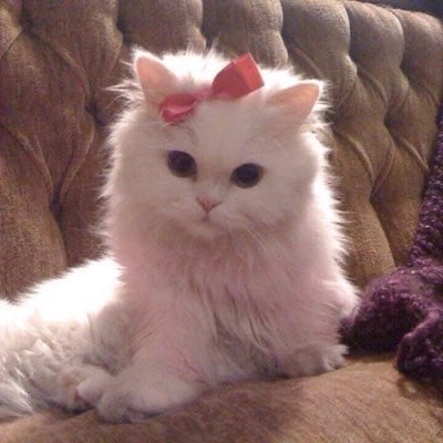 aisha .