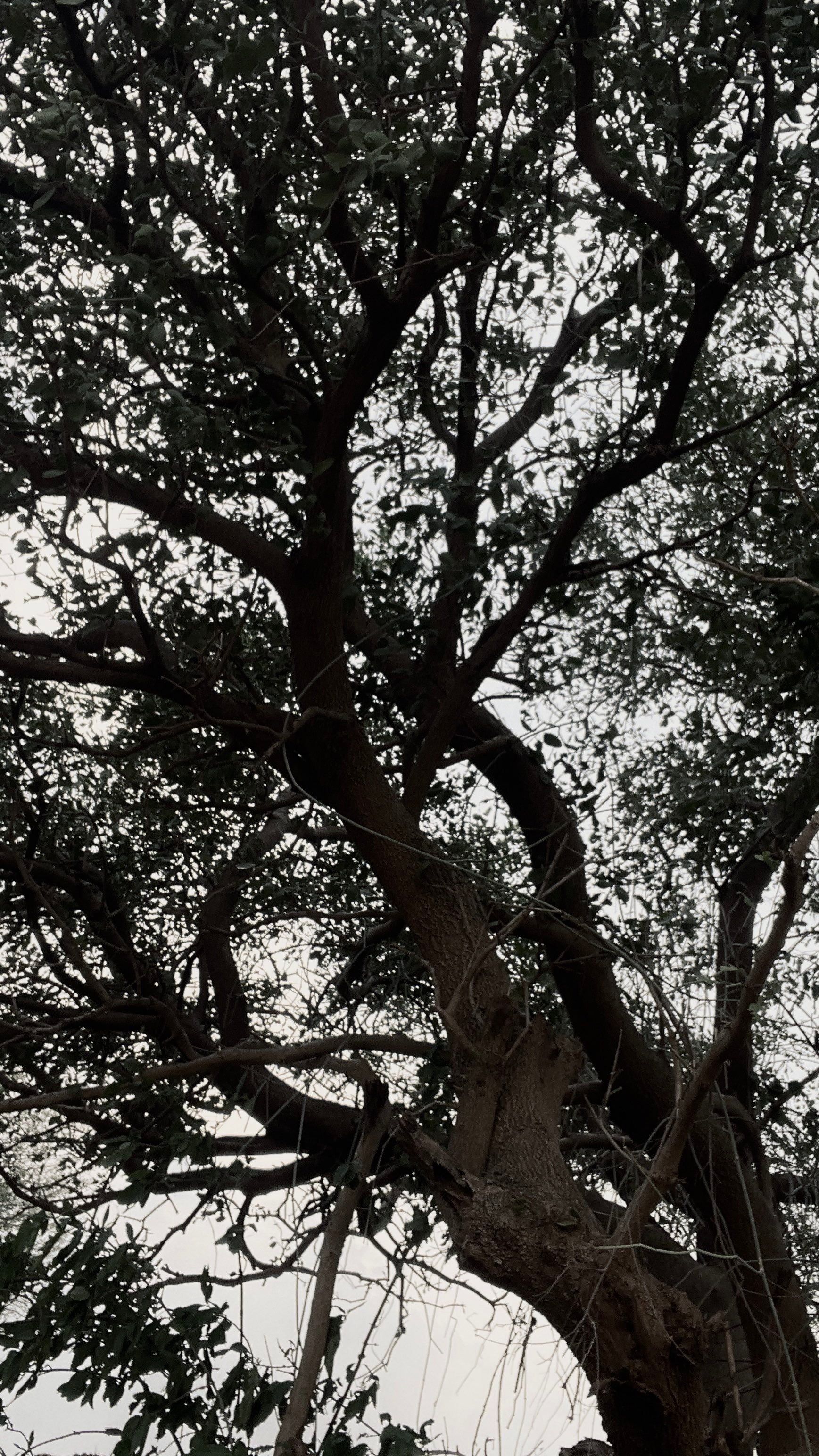 بشائر العبدلي