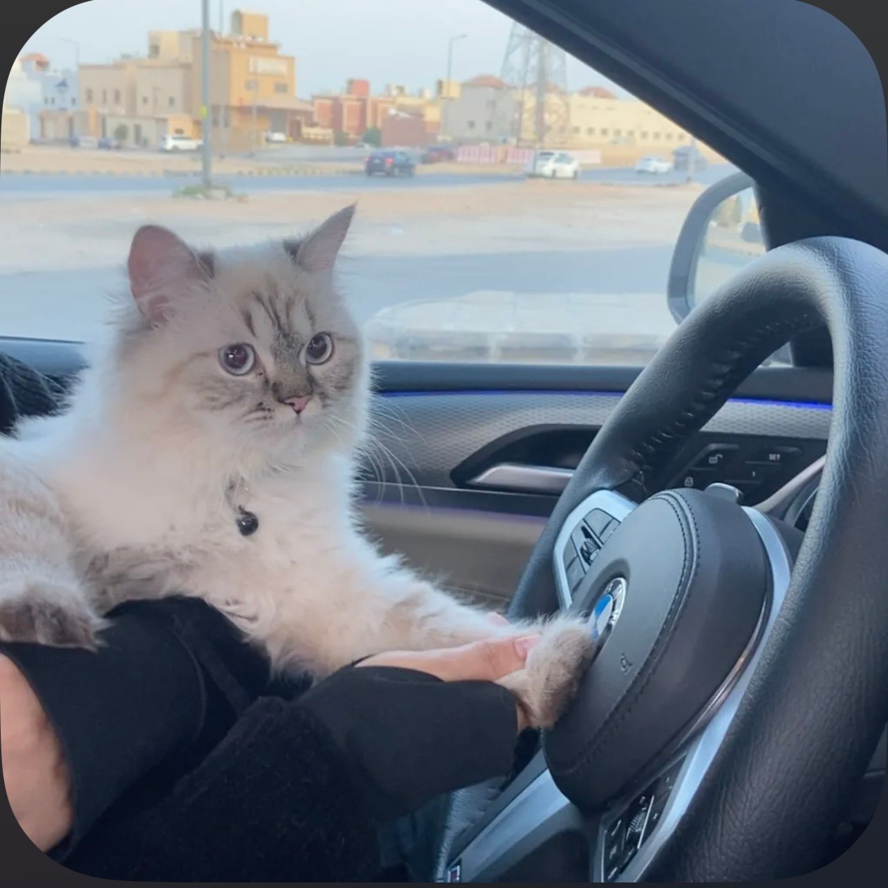 سارة عبدالعزيز