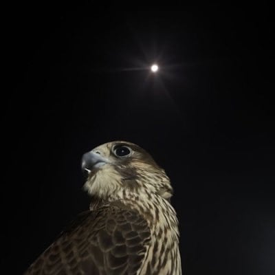 نواف العمري