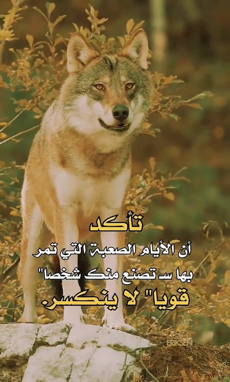 حسن القرني