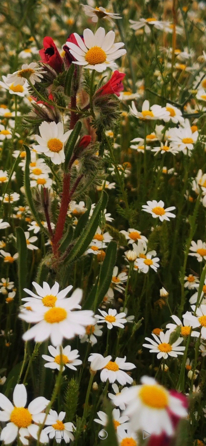 طلال الجهني