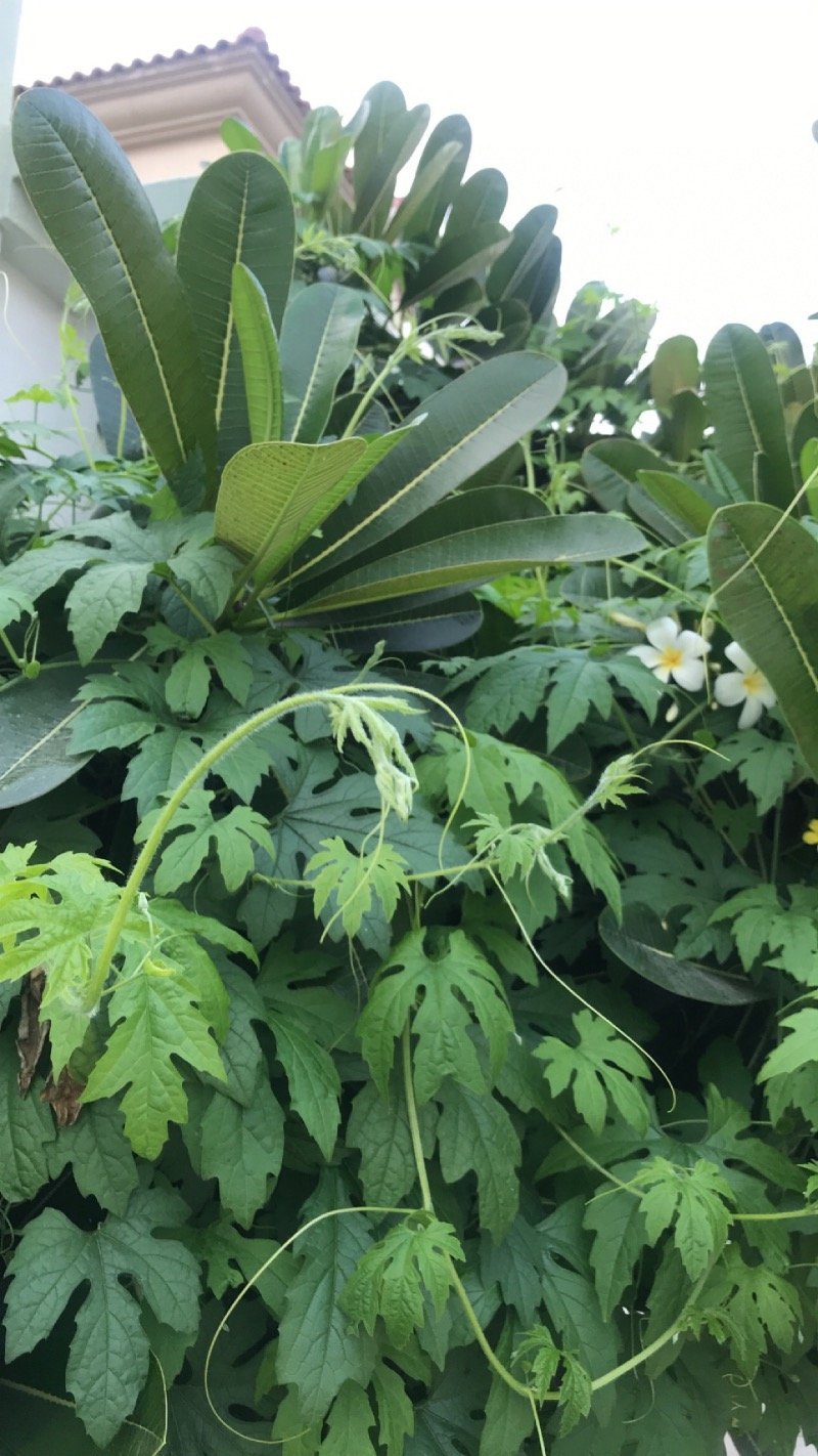 عايد الشمري