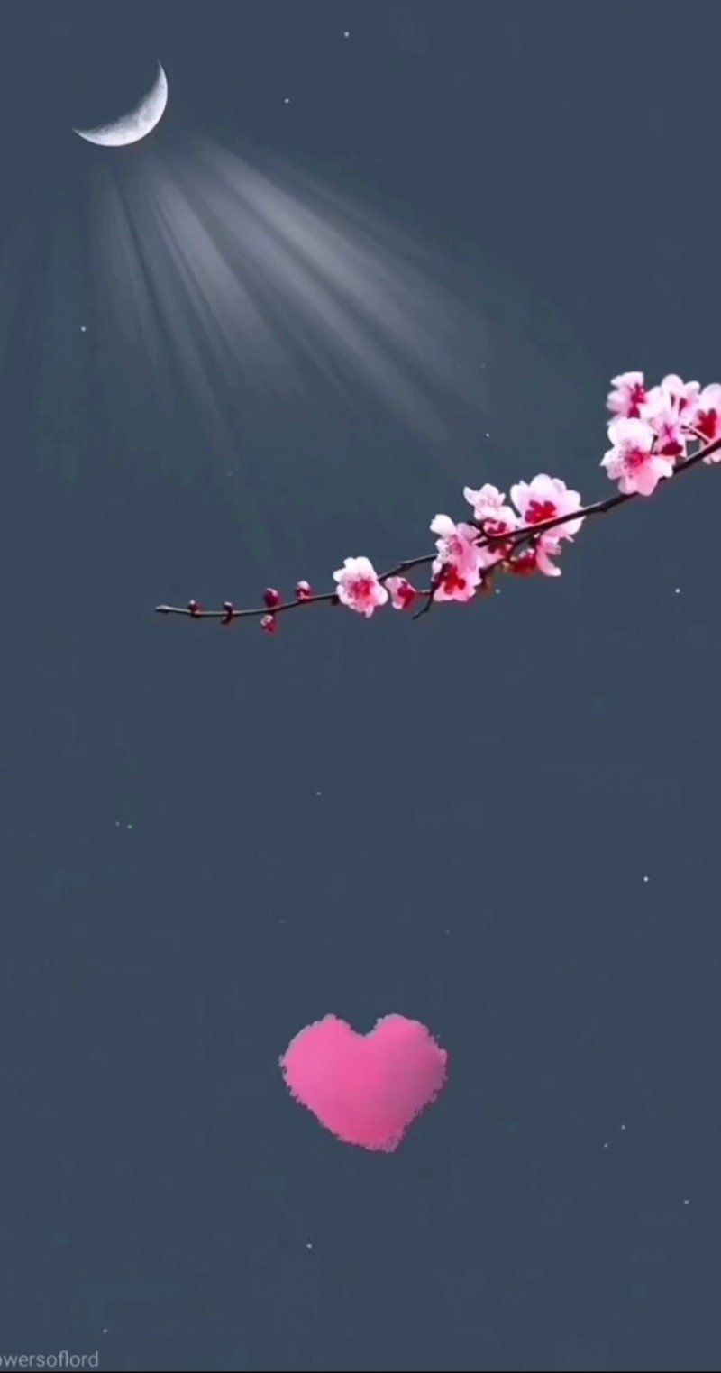 شريفه القرني